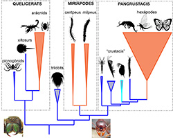 Relacions filogenètiques dels artròpodes