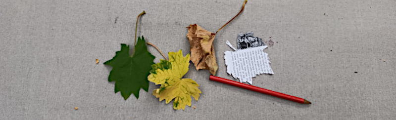 Fulles seques i fulls de paper